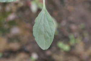 Tumble pigweed leaf