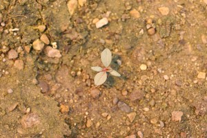 Tumble pigweed seedling