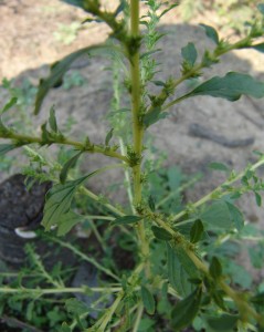 Tumble pigweed stem