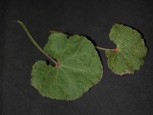 Upper surface of infected leaf