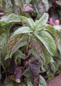 Veronica plant infected with Puccinia veronicae-longifoliae