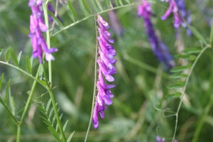 Vetch flower