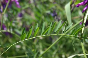 Vetch leaf