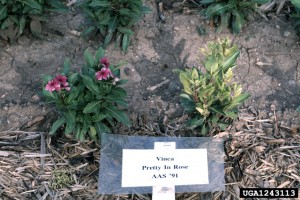 Vinca infected with Aster yellows phytoplasm