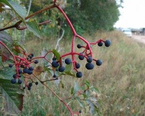 Virginia creeper fruit