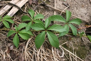 Virginia creeper leaf