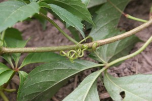 Virginia creeper tendril