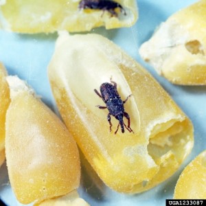 Weevil feeding on maize