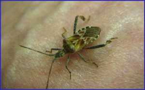 Western conifer seed bug