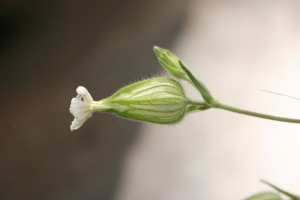 White campion flower side view