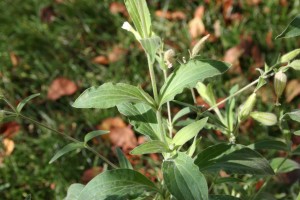 White campion leaf