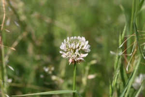 White clover flower