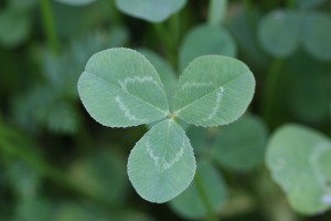 White clover leaf