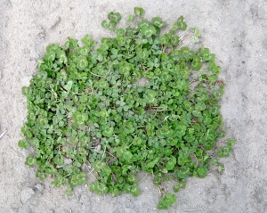 White clover plant