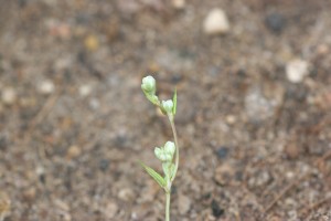 Wild buckwheat flowers