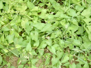 Wild buckwheat foliage and flowers