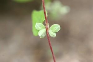 Wild buckwheat fruit