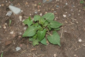 Wild buckwheat plant