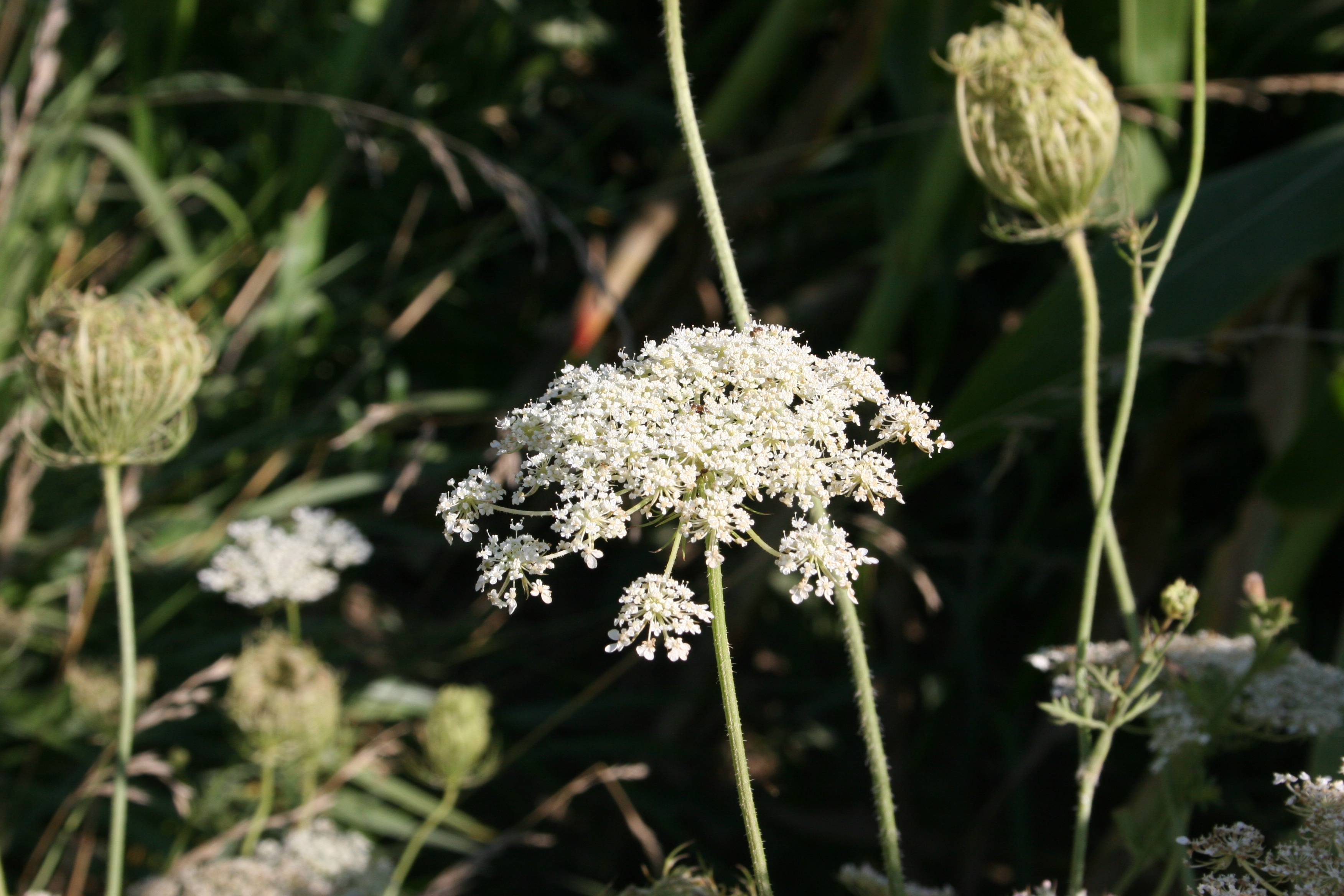 Queen Anne's lace is known as wild carrot