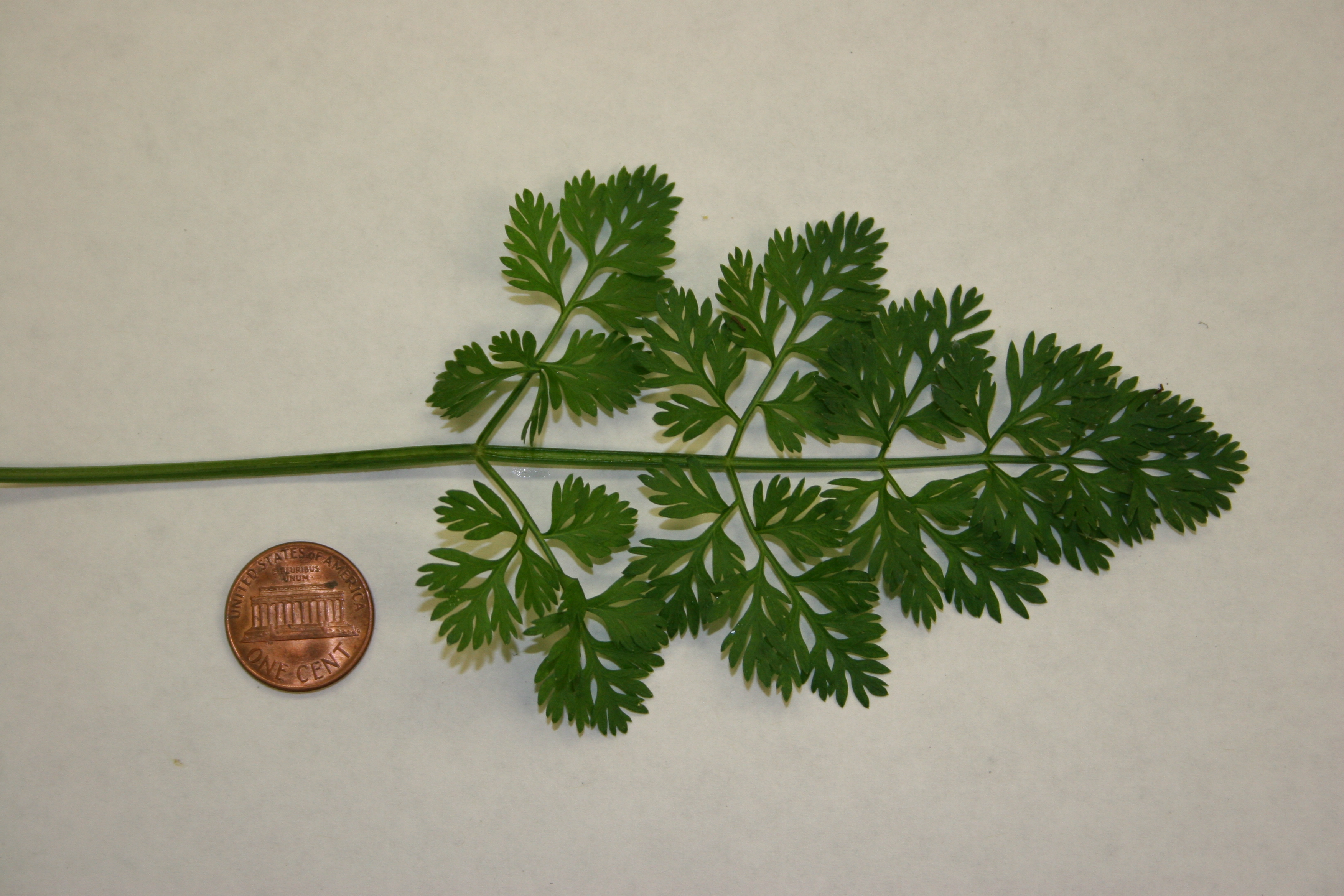 Queen Anne's Lace (Wild Carrot)