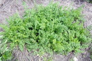 Wild carrot plant