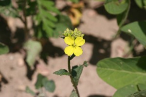 Wild mustard flower