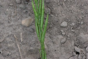 Wild mustard fruit