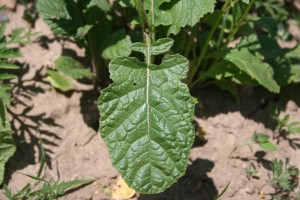 Wild mustard leaf