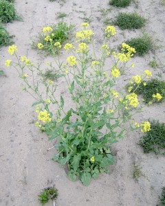 Wild mustard plants