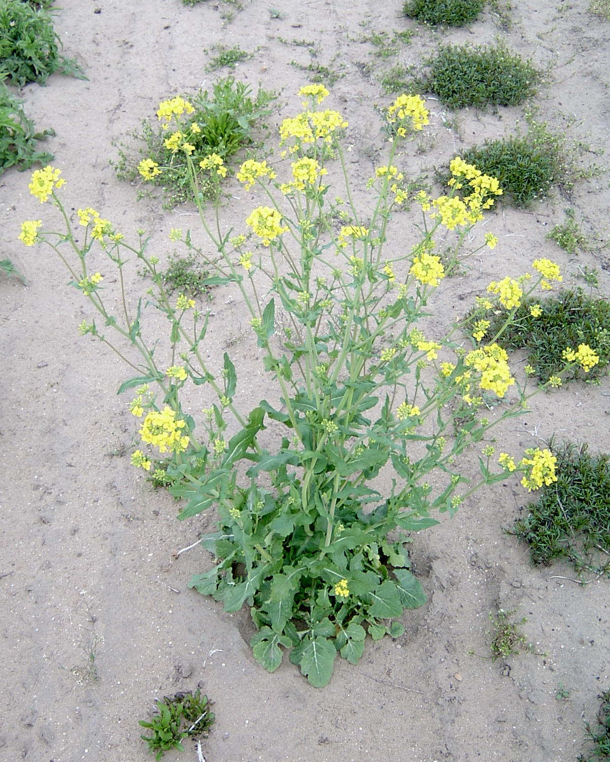 Wild Mustard Sinapis Arvensis Plant Pest Diagnostics