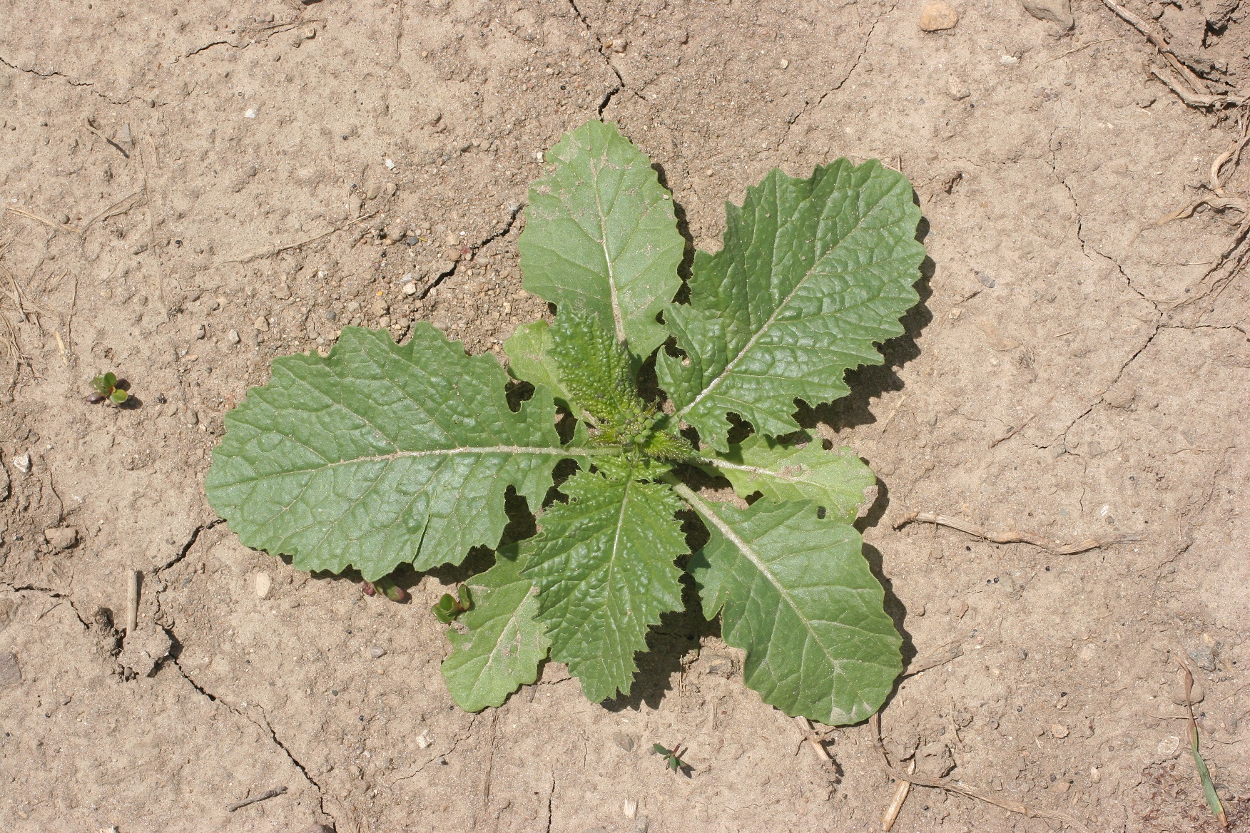 Sinapi Mustard