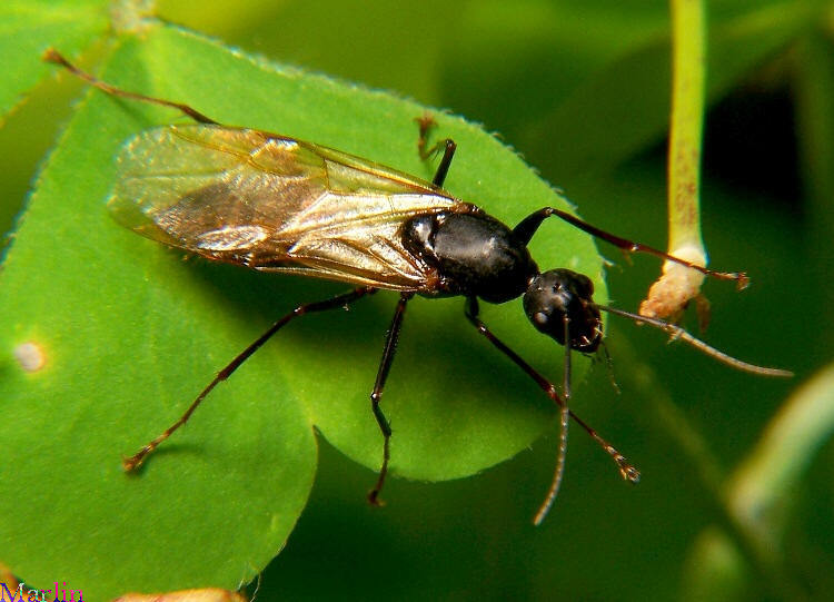 Winged Carpenter Ants Plant Pest Diagnostics