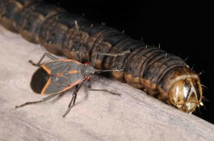 Winter cutworm being eaten by a Box Elder Bug