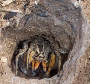 Wolf Spider In Burrow