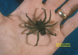 Wolfsspinne in der menschlichen Hand