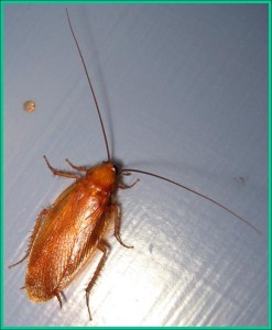 Wood cockroach