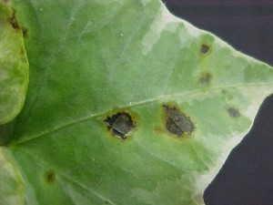 Xanthomonas campestris pv. hederae leaf spots on ivy