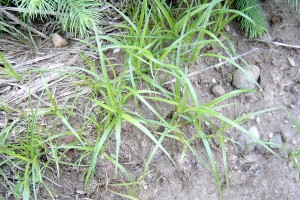 Yellow nutsedge patch