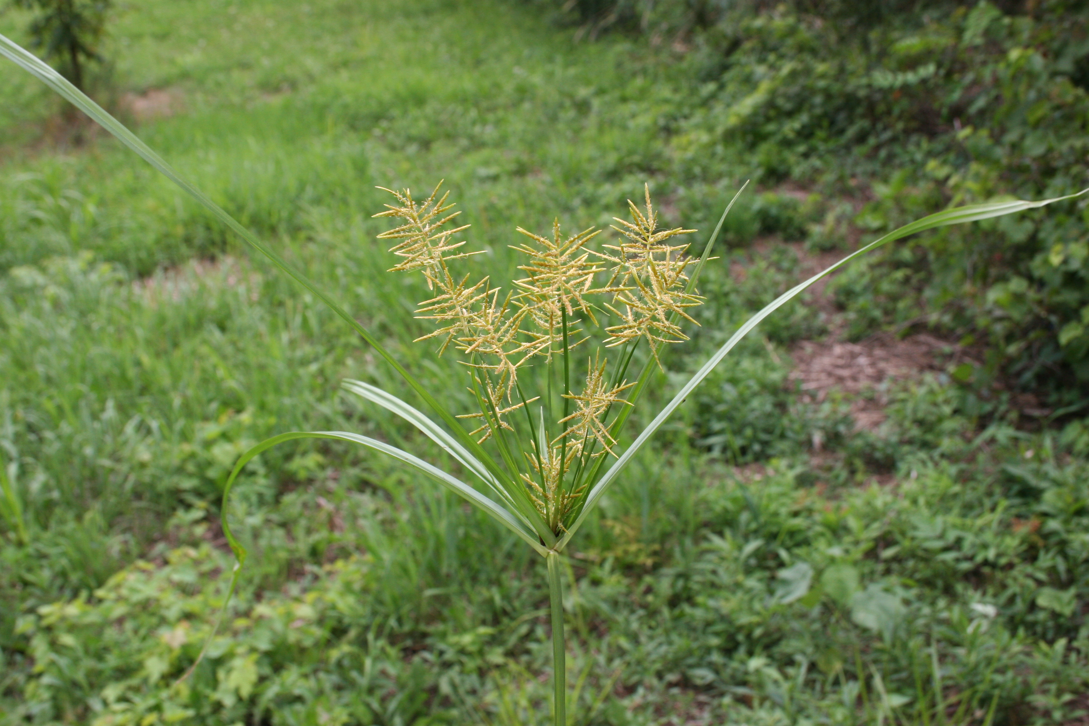 Image of Yellow nutsedge (Cyperus esculentus) plant