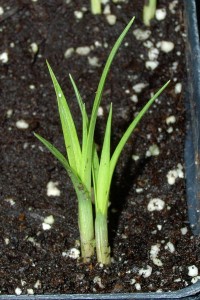 Yellow nutsedge seedling