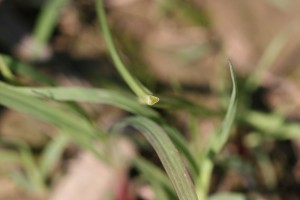 Yellow nutsedge stem