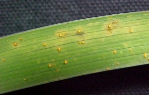 Yellow orange pustules caused by daylily rust