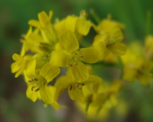 Yellow rocket flower