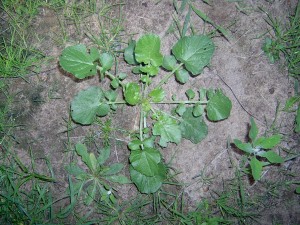 Yellow rocket rosette