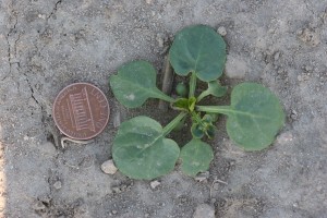 Yellow rocket seedling