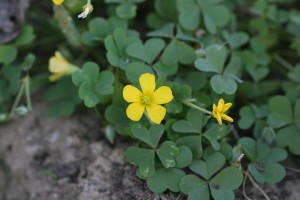 Yellow-woodsorrel-flower-300x200