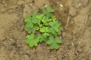 Yellow woodsorrel â€“ Oxalis stricta