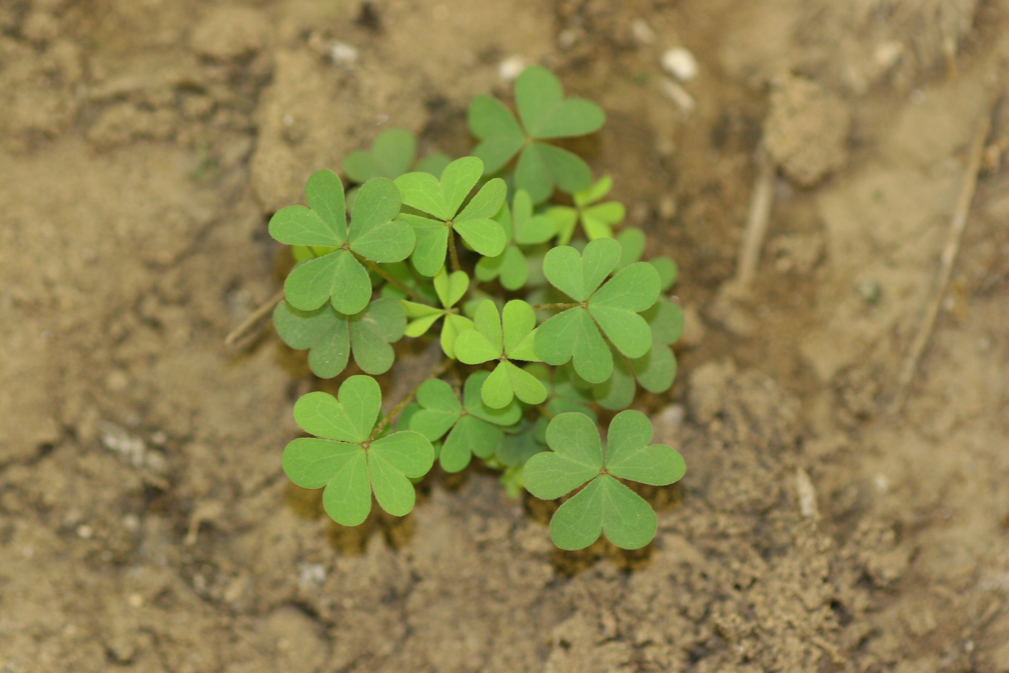 Yellow Woodsorrel Oxalis Stricta Plant Pest Diagnostics