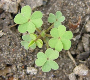 Yellow-woodsorrel-seedling-300x266