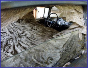 Yellowjacket Nest In Car Interior